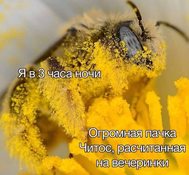 Веселые картинки в маленькую пятницу (05.11)