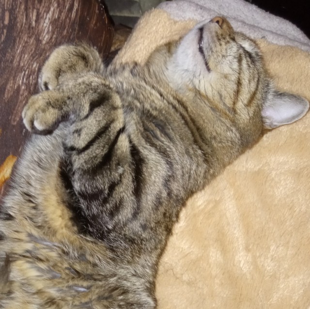 Кошковторник
