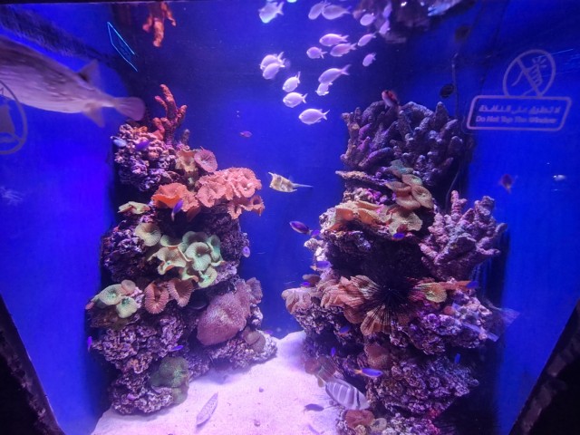 Дубайск в декабре