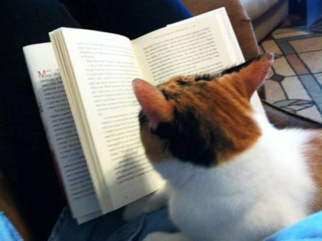 Котики тоже любят читать