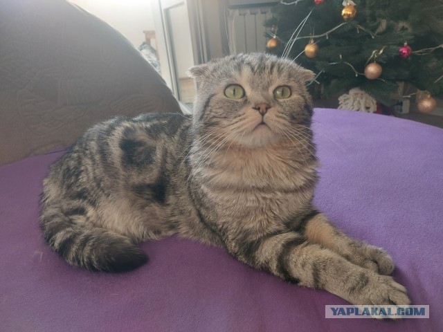 Просто фото красивой кошки