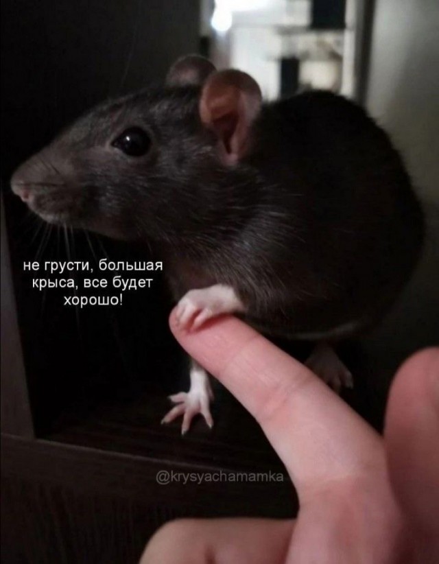 Субботние картинки
