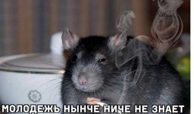Всемирный день крысы отмечается сегодня