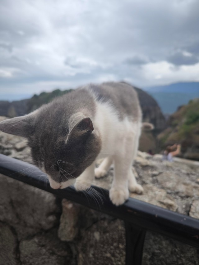 Уличные кошки в Афинах, Греция