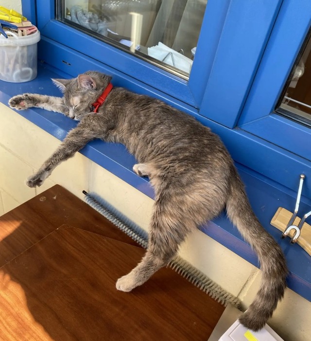 К котовторнику
