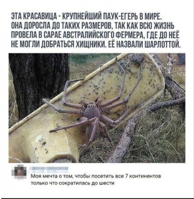Веселые картинки в пятницу (05.06)