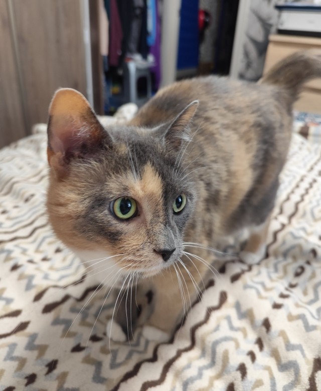 Котское.