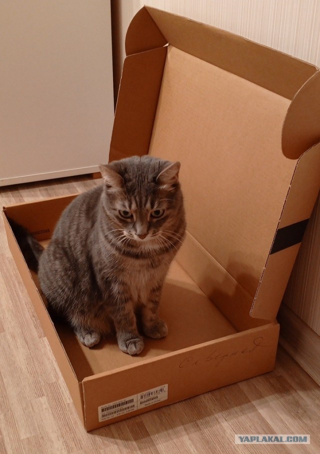 Котовторник и кошка