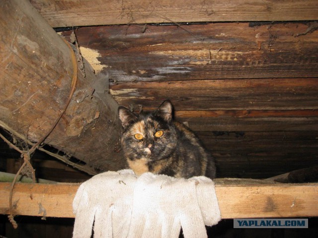 Котовторник 15.07.2014.