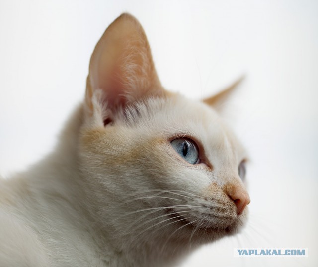 Котовторник 22.07.14