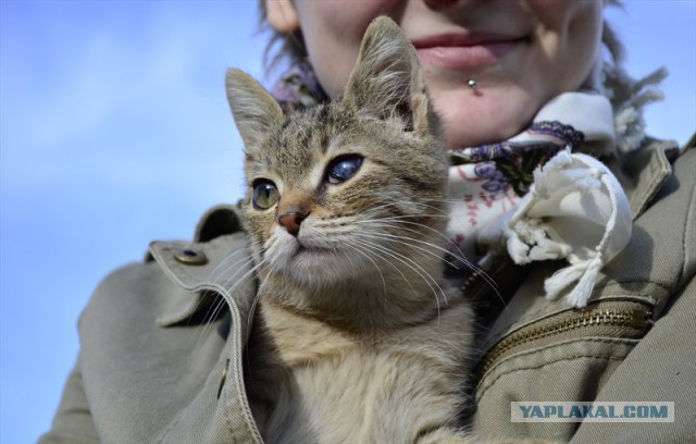 Жизнь домашнего приюта для котеек 36