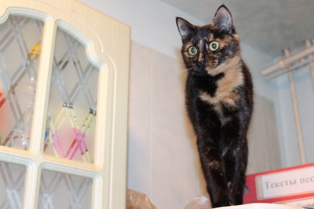 Жизнь домашнего приюта для котеек 37