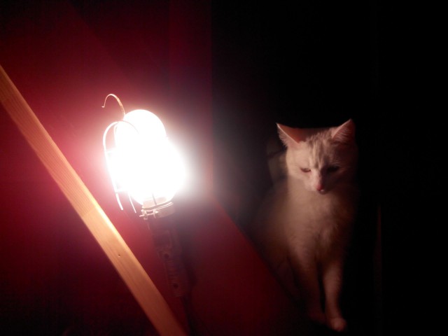 Котовторник 2.12.14