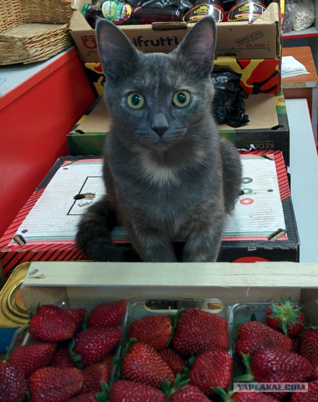 Котовторник 5.05.2015.