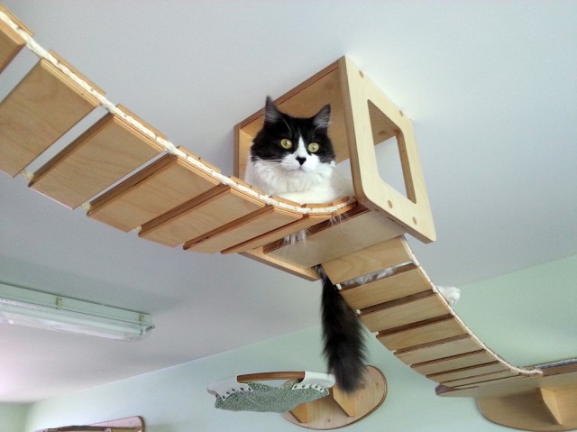 А ты играй, играй котейка!