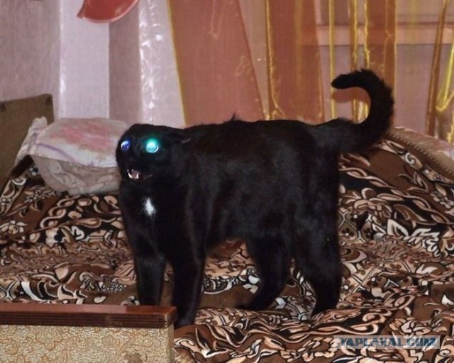 17 фотографий котов