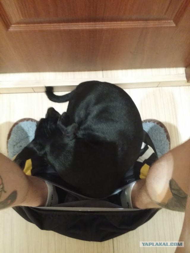 Собакочетверг же, ау!