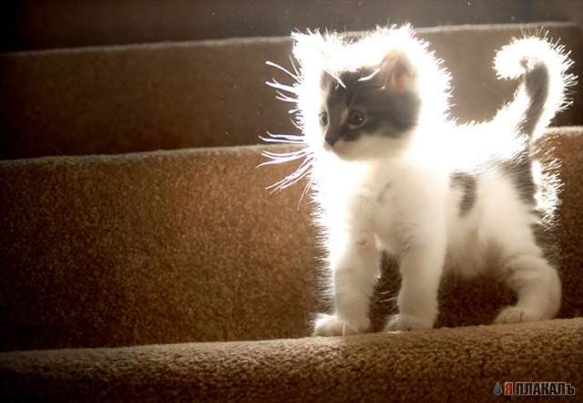 Котята