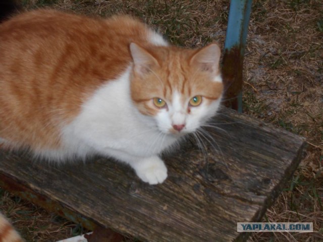 Жизнь домашнего приюта для котеек 107