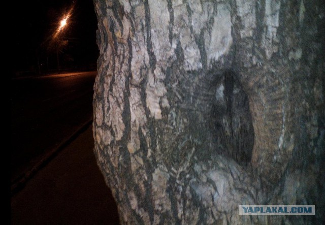 Поэтому моряки видят русалок﻿?