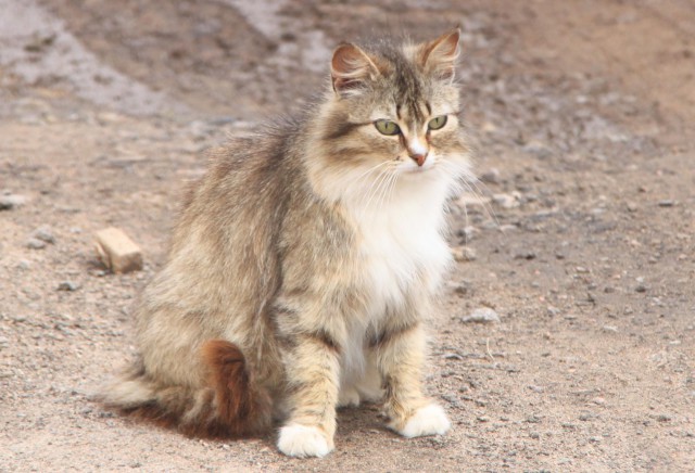 Котовторник 31.05.2016