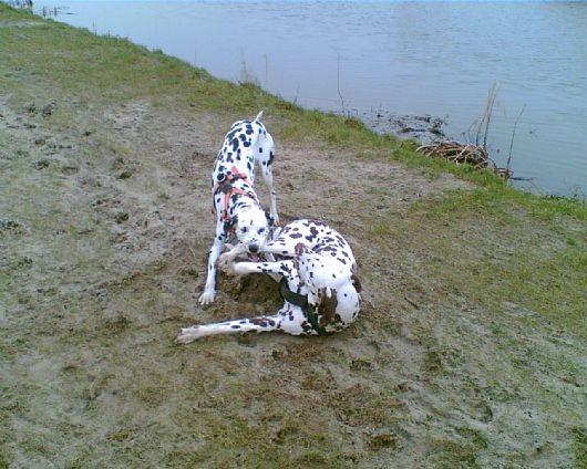 Далматинчеги