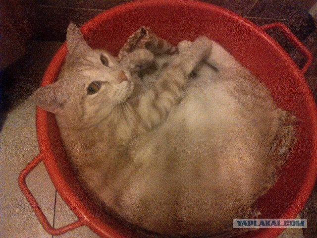 Котовторник 04.10.16