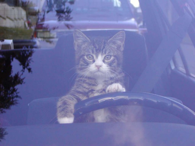 Коты из сети