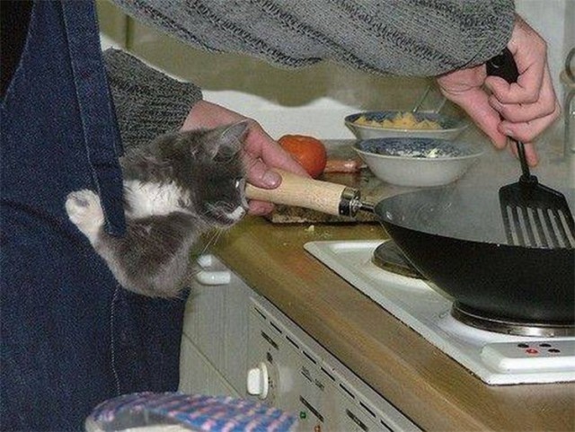 Коты из сети