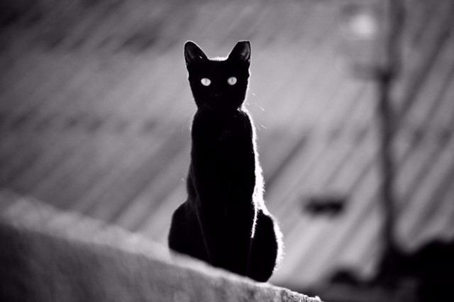 Коты из сети