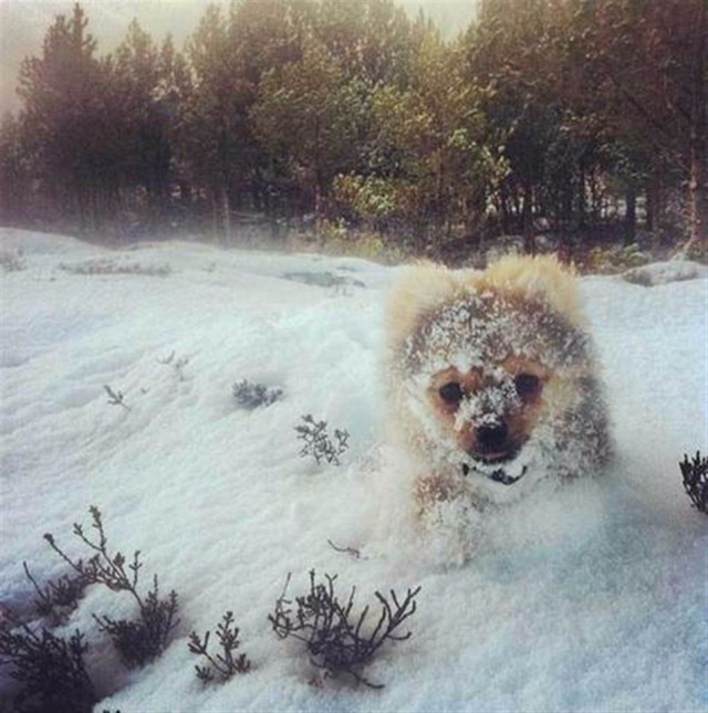 Самые смешные животные