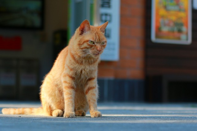Коты из сети