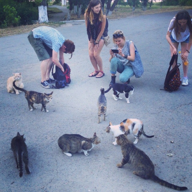 Коты и Кошки