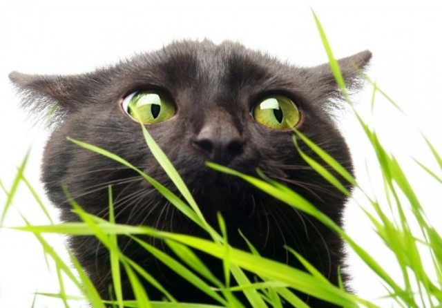Коты и Кошки