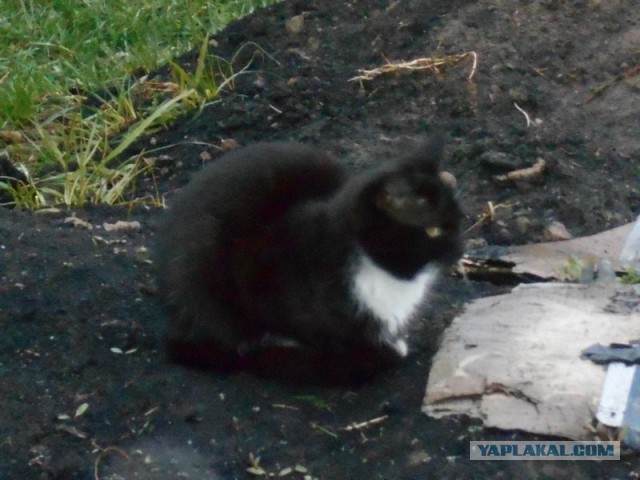 Жизнь домашнего приюта для котеек 161