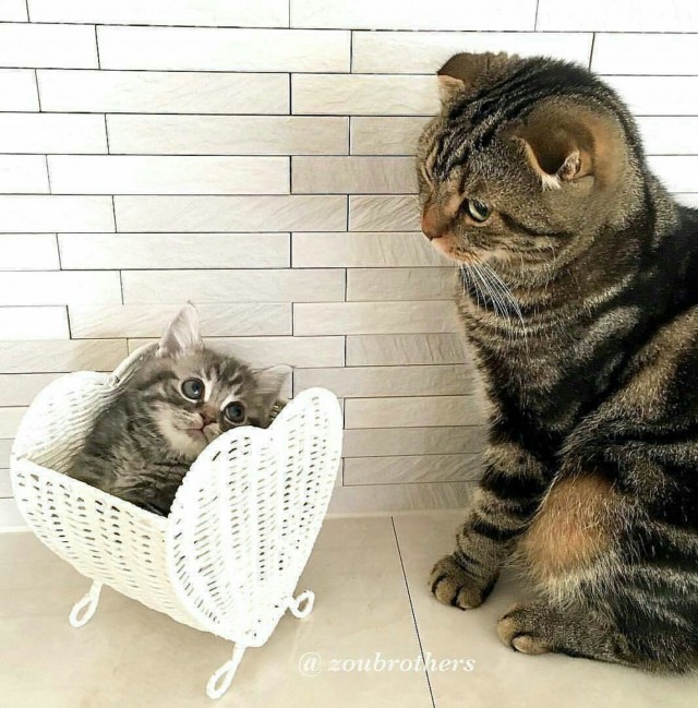 Коты и Кошки