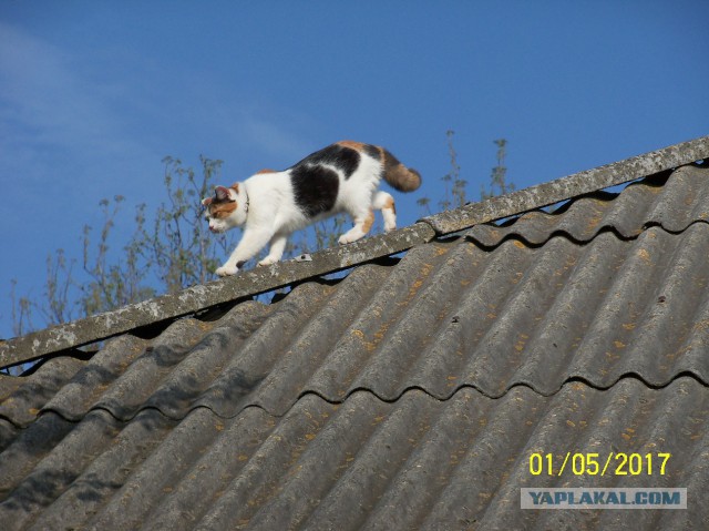 Котовторник 2.05.2017