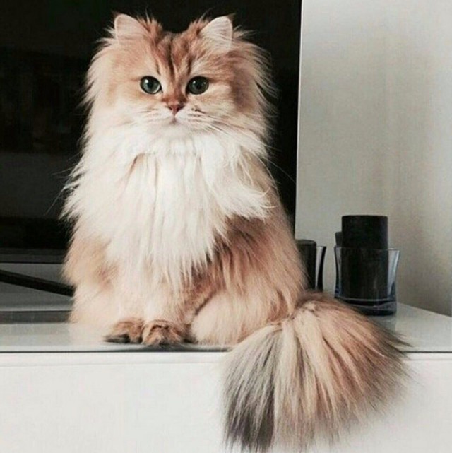 Коты и Кошки