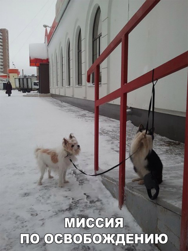 Подборка забавных животных