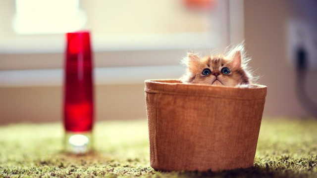 Коты и Кошки