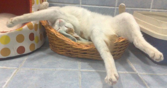 Коты и Кошки
