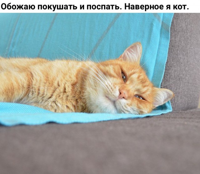 Коты и Кошки