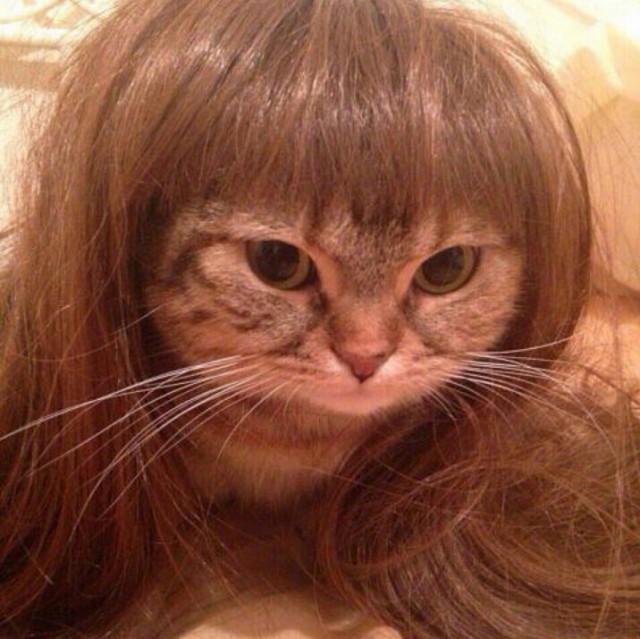 Коты и Кошки