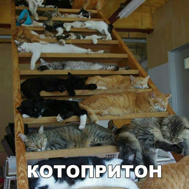 Коты и Кошки