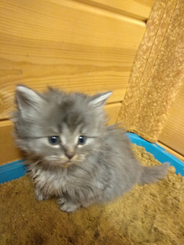 Котовторник