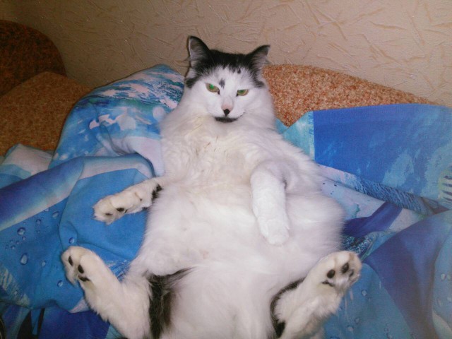 Необычный котик из Калининграда