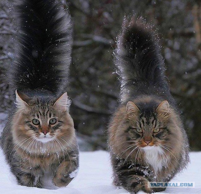 Котовторник 28.11.2017