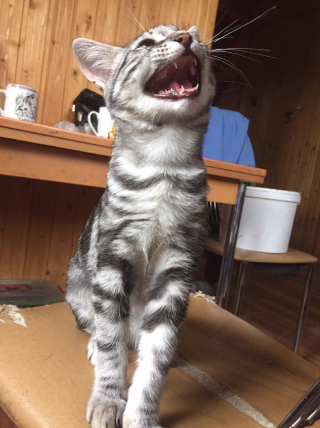 Коты и Кошки