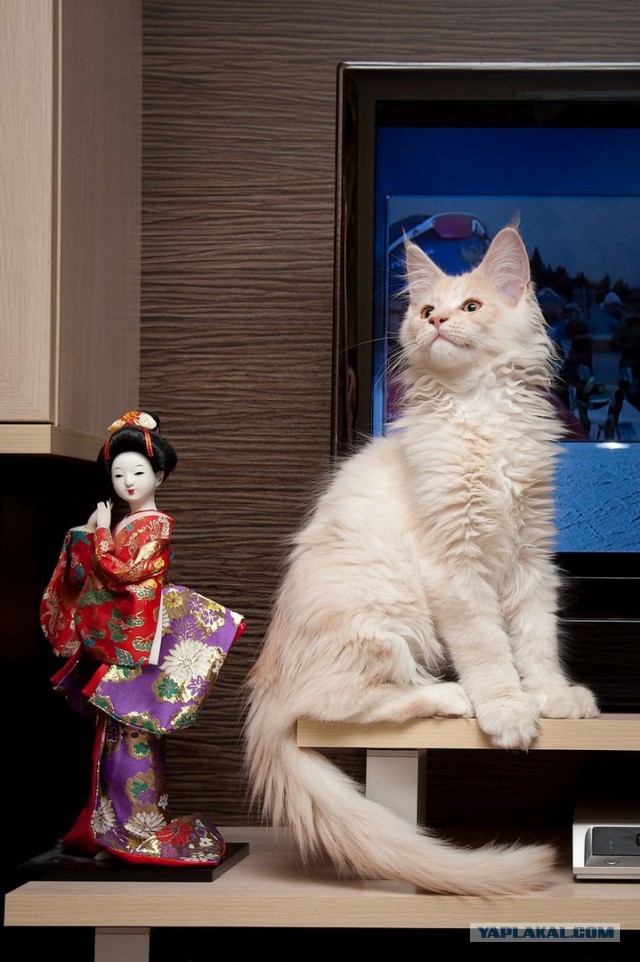 Котовторник 9.01.2018