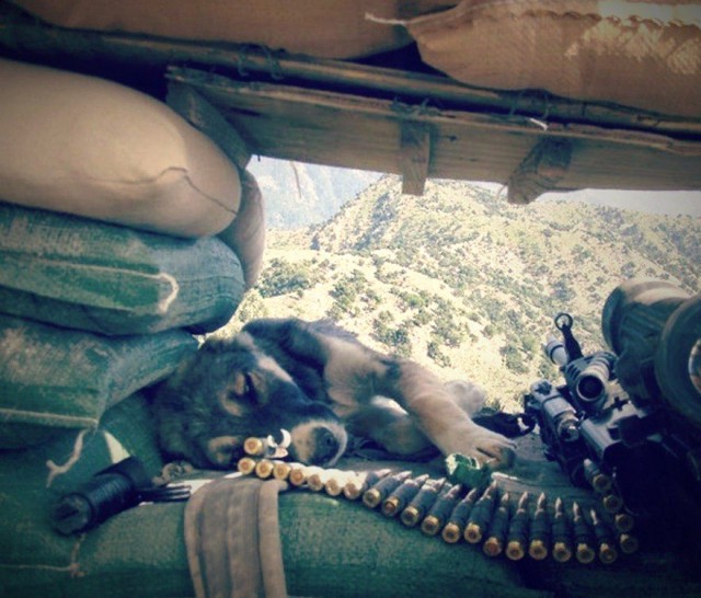 Картинок всяких